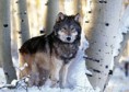 /album/photogallery/all-about-wolfs-thumb-jpg1/