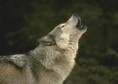 /album/photogallery/all-about-wolves-thumb-jpg/
