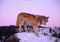 /album/photogallery/free-wolf-images-thumb-jpg1/