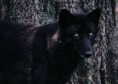 /album/photogallery/free-wolf-photos-thumb-jpg1/