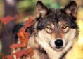 /album/photogallery/free-wolf-pics-thumb-jpg2/