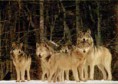 /album/photogallery/free-wolf-pictures-thumb-jpg1/