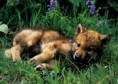 /album/photogallery/free-wolf-wallpaper-thumb-jpg1/