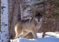 /album/photogallery/images-of-wolves-thumb-jpg1/