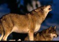 /album/photogallery/photos-of-wolves-thumb-jpg1/