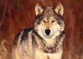 /album/photogallery/pictures-of-wolves-thumb-jpg/